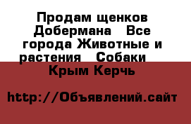 Продам щенков Добермана - Все города Животные и растения » Собаки   . Крым,Керчь